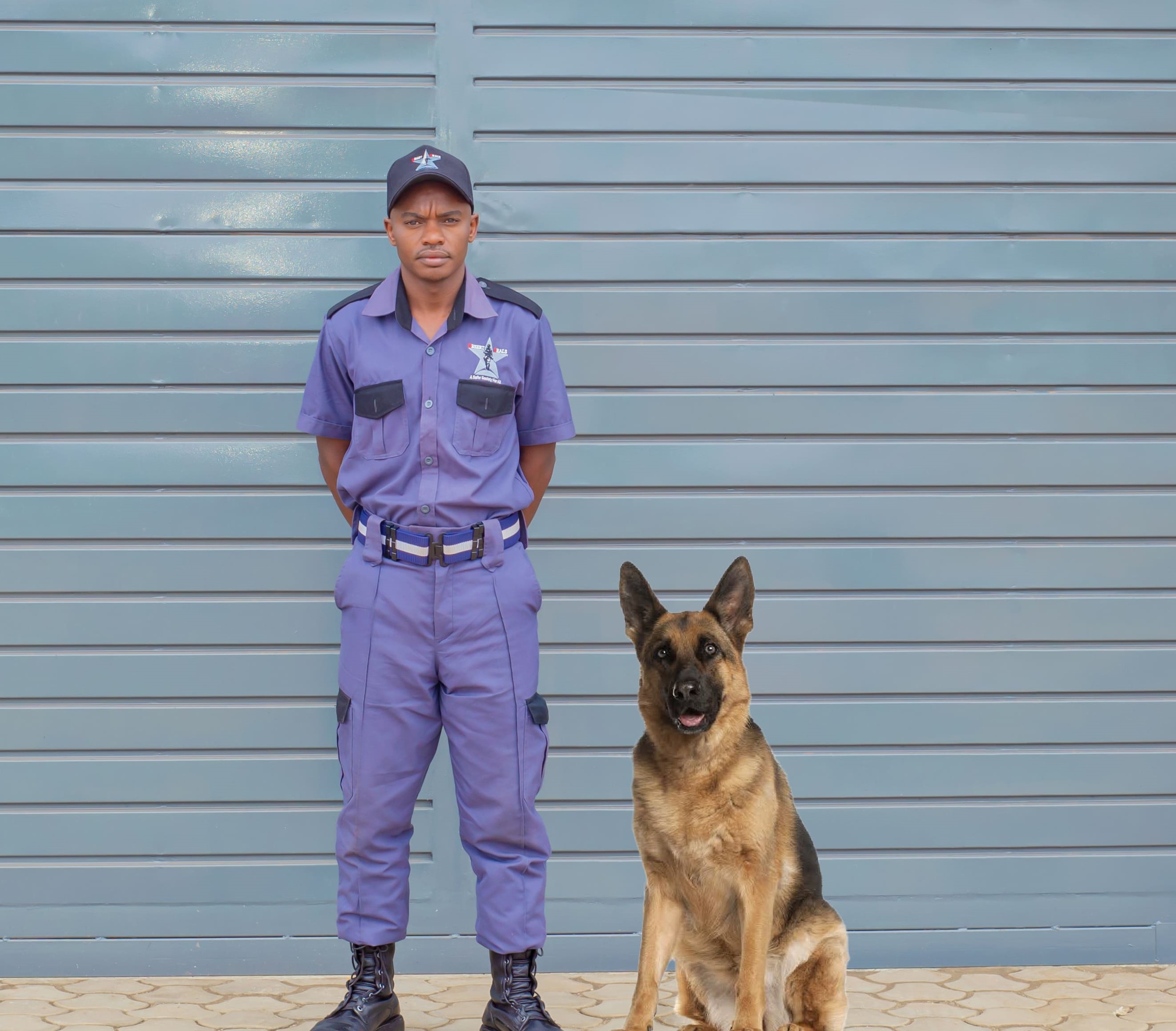 Professional K9 security dog ready for duty